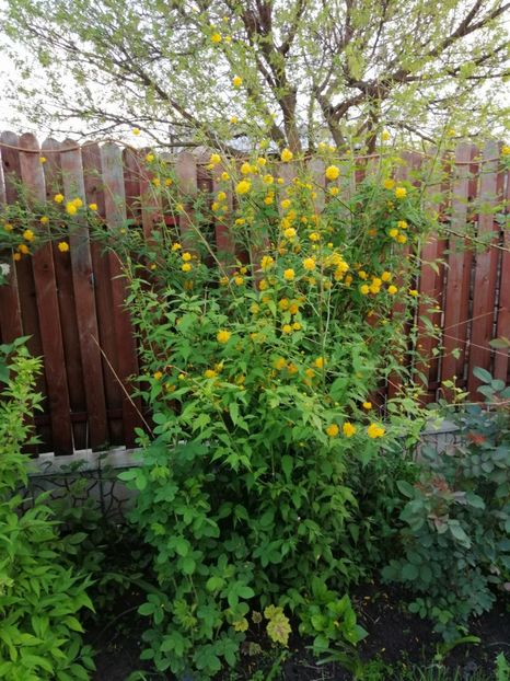  - 000 arbusti și liane