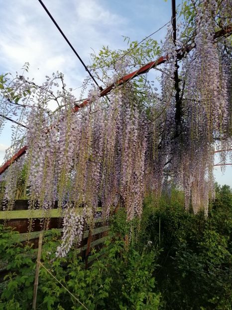  - 000 arbusti și liane