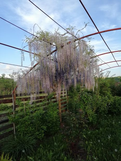  - 000 arbusti și liane