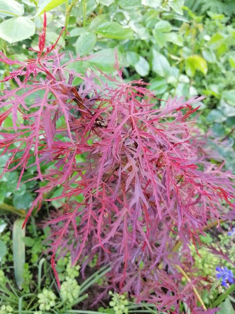  - 000 arbusti și liane