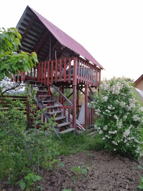  - 000 arbusti și liane