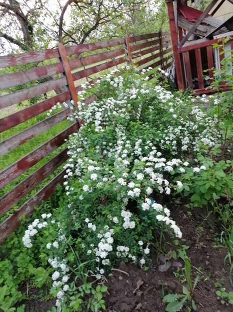  - 000 arbusti și liane