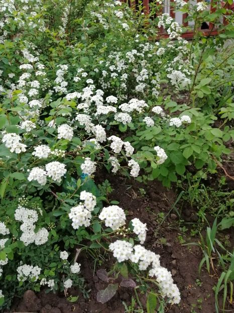  - 000 arbusti și liane