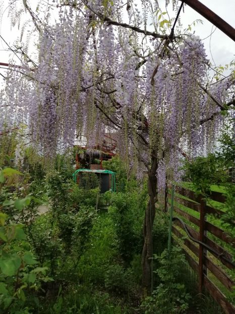  - 000 arbusti și liane