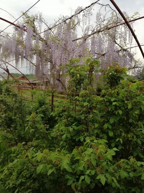  - 000 arbusti și liane