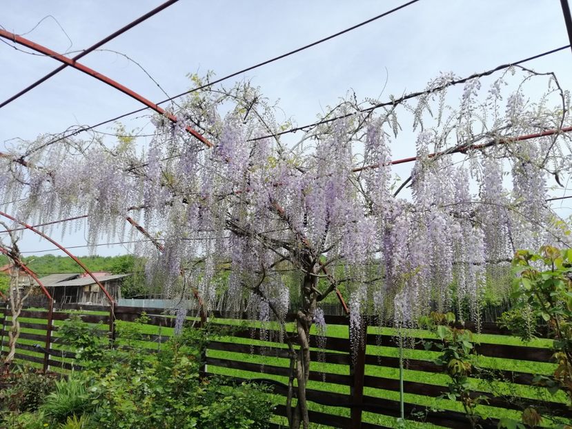 - 000 arbusti și liane