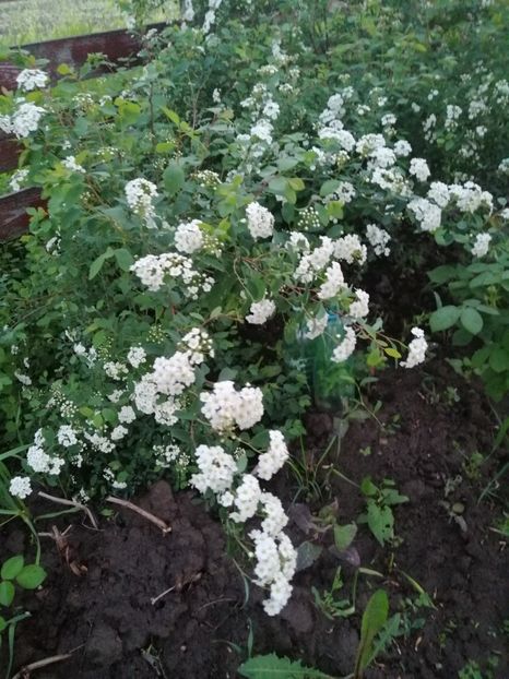  - 000 arbusti și liane