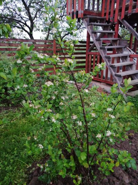  - 000 arbusti și liane