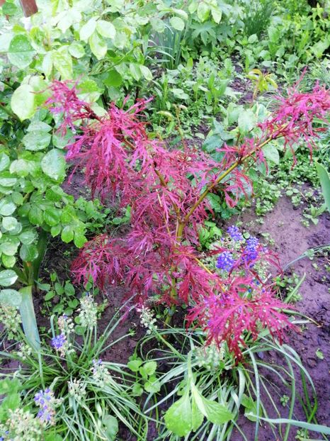  - 000 arbusti și liane