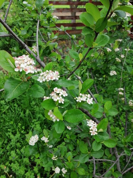  - 000 arbusti și liane