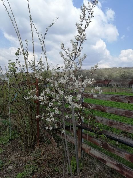  - 000 arbusti și liane