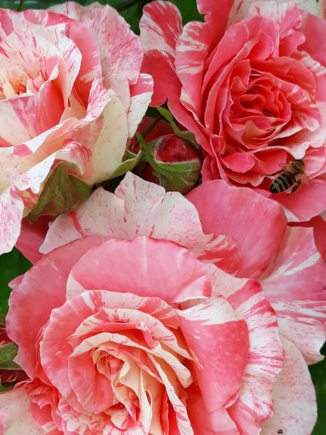  - Rose 2019