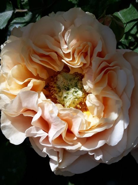  - Rose 2019