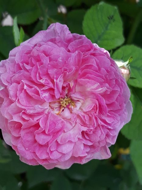  - Rose 2019