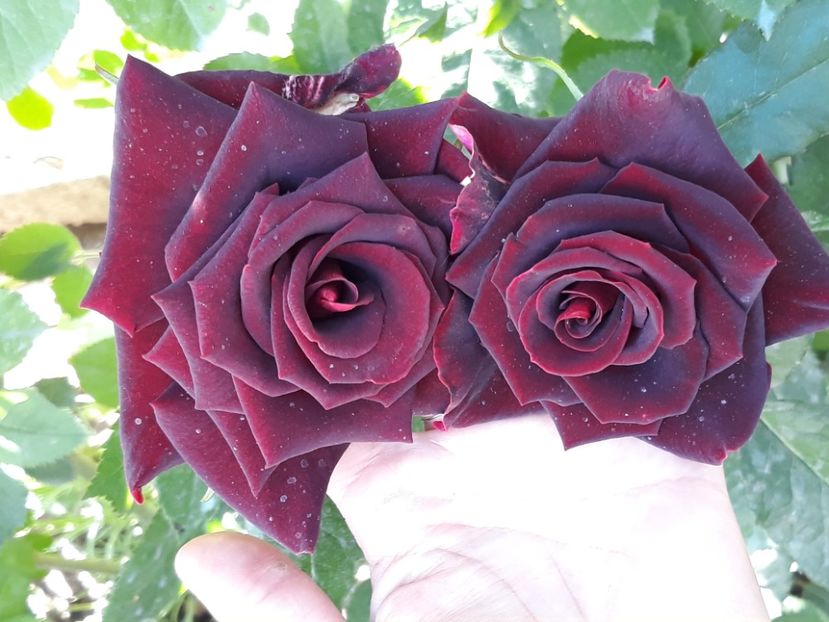  - Rose 2019