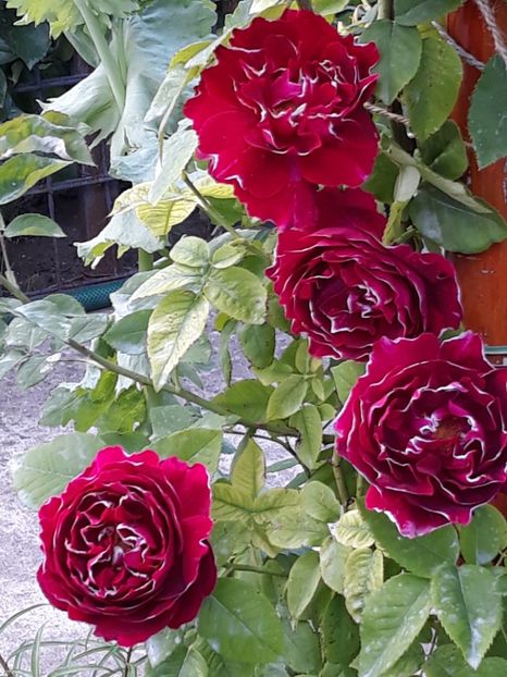  - Rose 2019