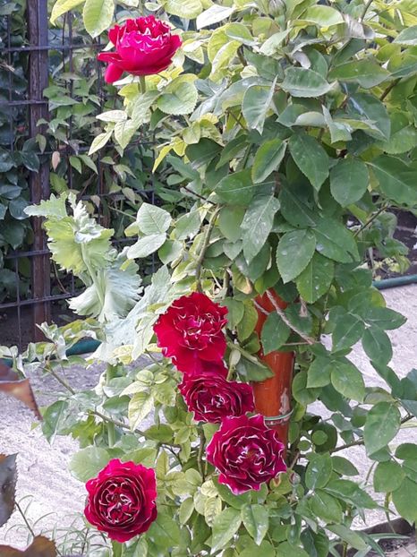  - Rose 2019
