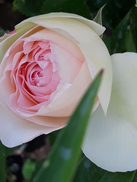  - Rose 2019