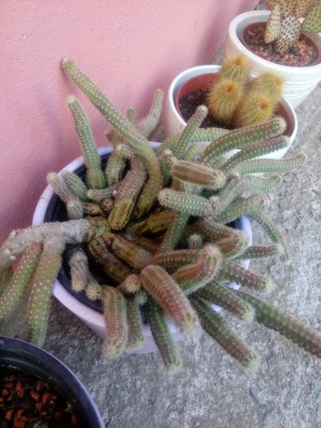  - Disponibil iris negru 2023