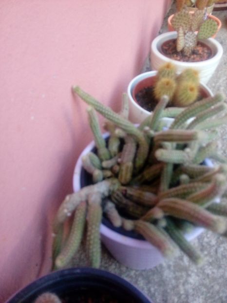  - Disponibil iris negru 2023