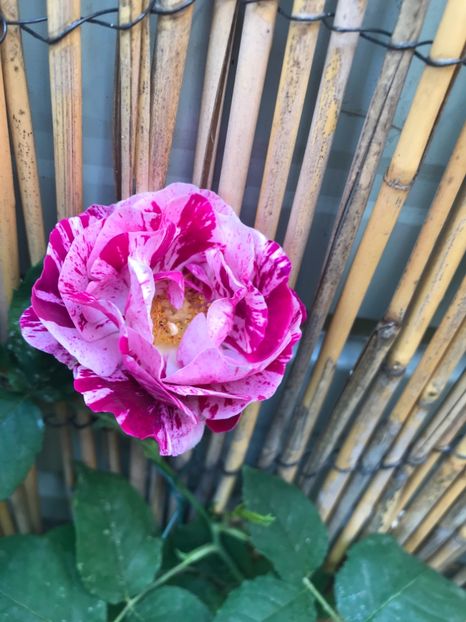  - Honorine de Brabant