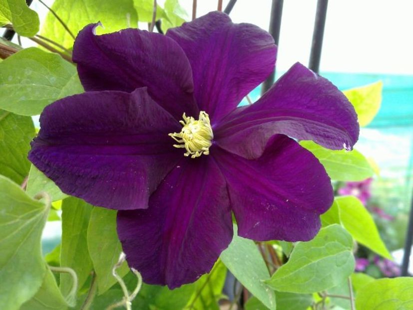 Clematis Warszawska Nike -4 - WARSZAWSKA NIKE