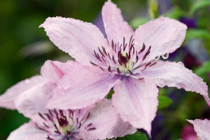 Clematis Hagley Hybrid - 1 - HAGLEY HIBRID