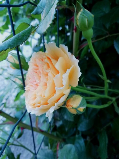 2019,mai - Crown Princess Margareta