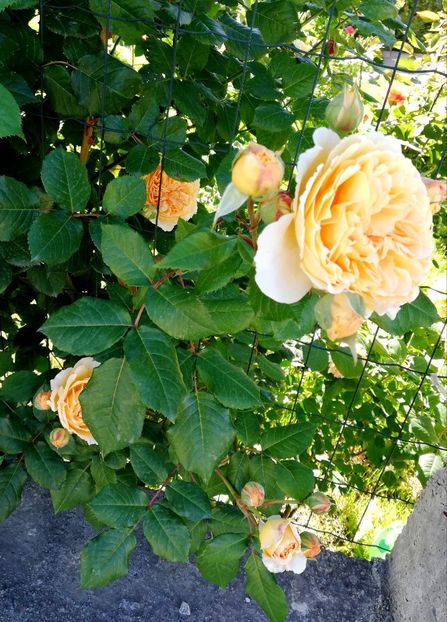  - Crown Princess Margareta