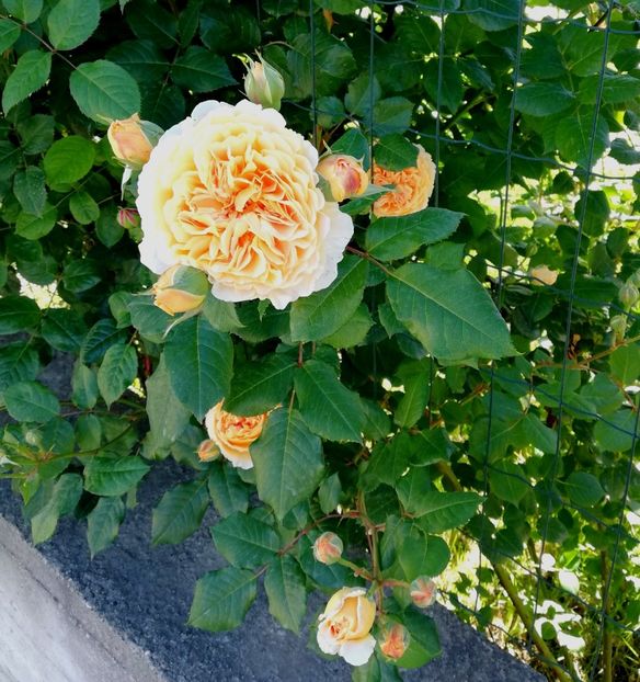  - Crown Princess Margareta