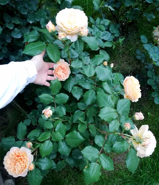  - Crown Princess Margareta