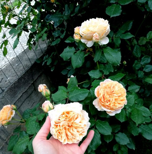  - Crown Princess Margareta