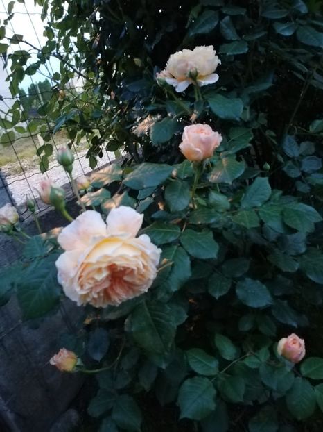  - Crown Princess Margareta