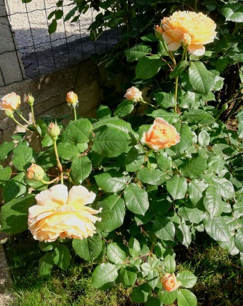  - Crown Princess Margareta