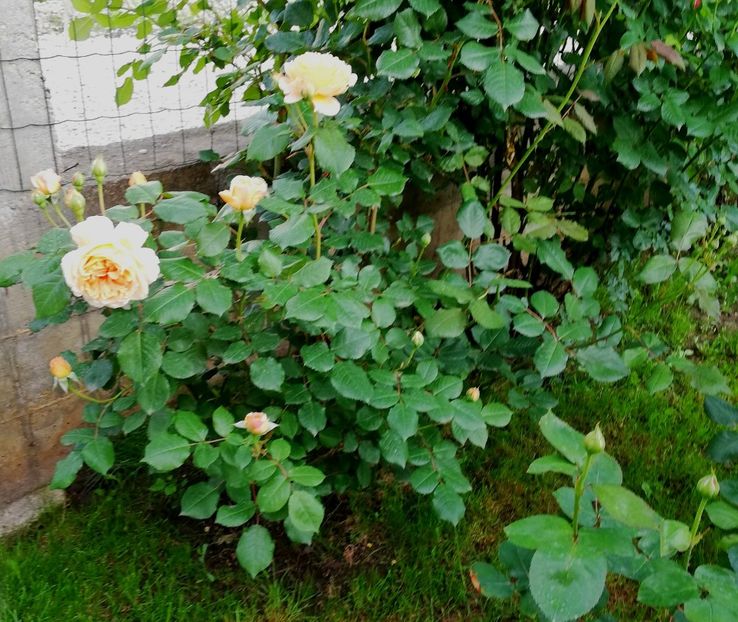  - Crown Princess Margareta