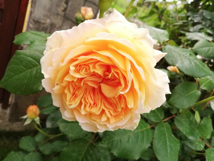  - Crown Princess Margareta