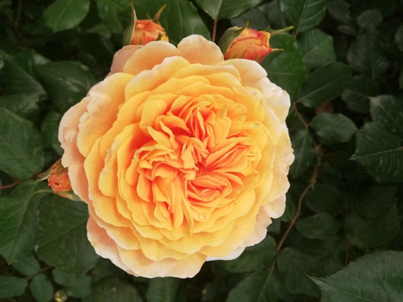  - Crown Princess Margareta
