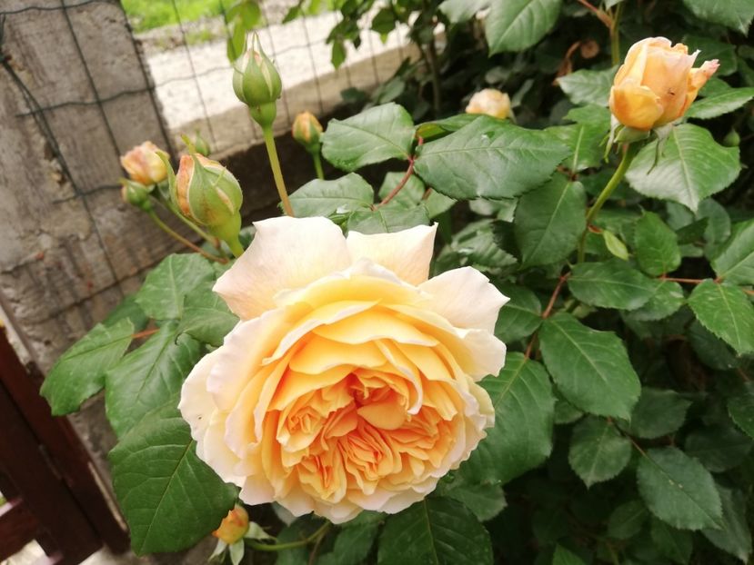  - Crown Princess Margareta
