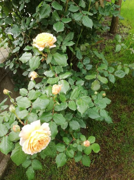  - Crown Princess Margareta