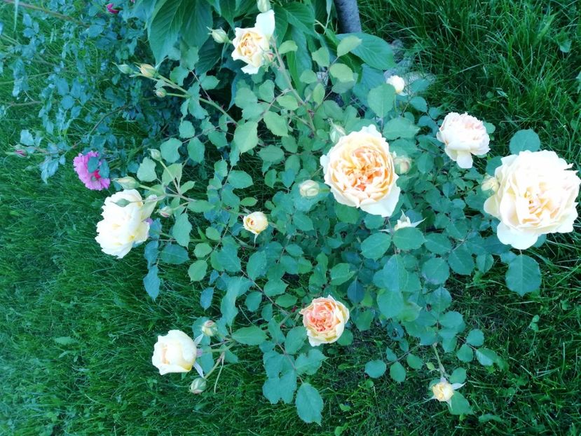  - Crown Princess Margareta