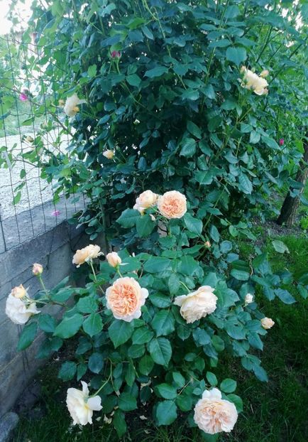  - Crown Princess Margareta
