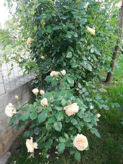  - Crown Princess Margareta