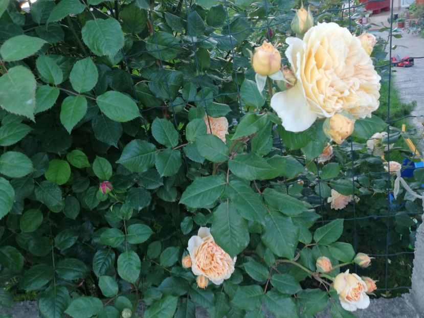  - Crown Princess Margareta