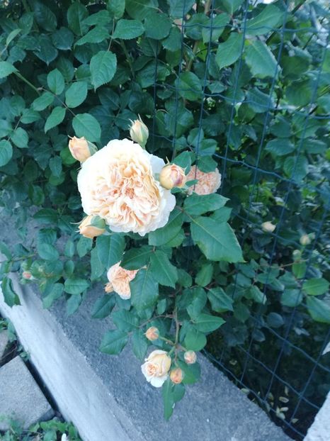  - Crown Princess Margareta