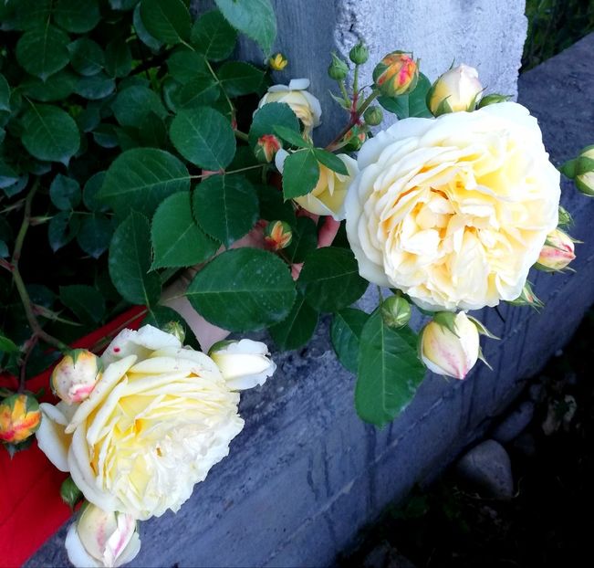 2019,mai - Teasing Georgia