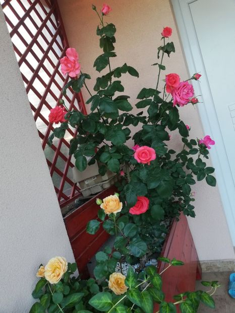  - Dee dee Bridgewater