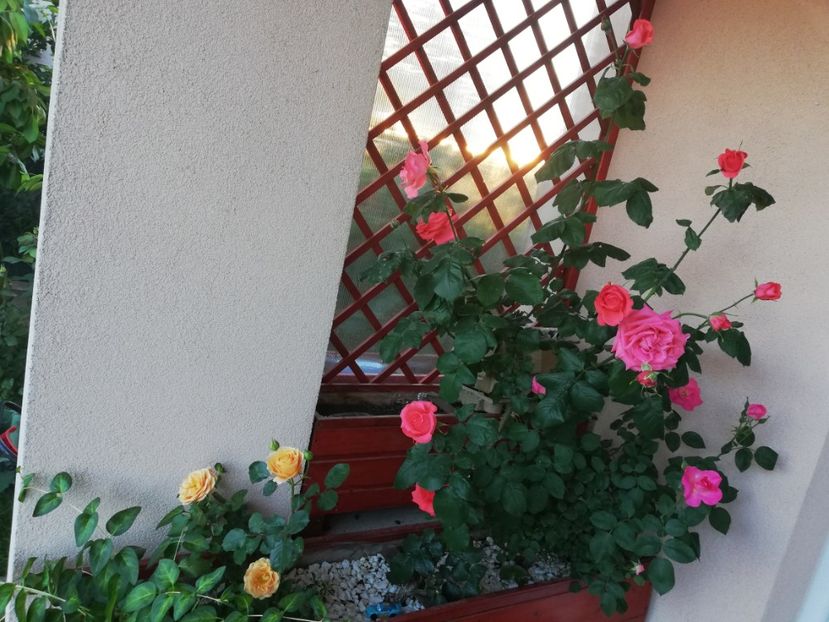  - Dee dee Bridgewater