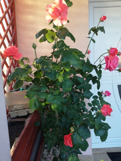  - Dee dee Bridgewater