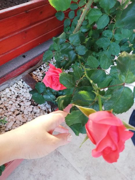  - Dee dee Bridgewater