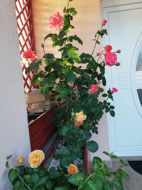  - Dee dee Bridgewater